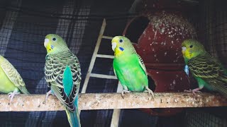 Budgies DAY15 | Budgies sounds Chirping Singing #4k #akshimokshi8415 Akshimokshi8415 YouTube Channel