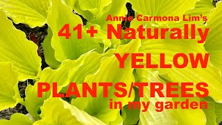 41+Yellow PLANTS/TREES  in my garden! Are you a yellow plant lover too? This video is for you!