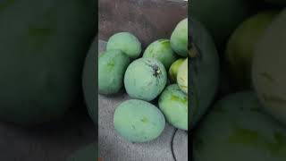 PETIK MANGGA