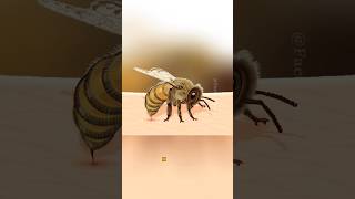 Honey Bee Die After stinging #facts