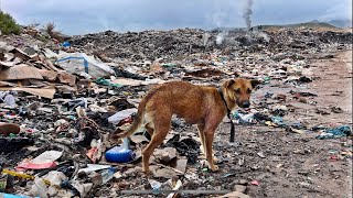 Dog Abandoned On Landfill Needs a Home!