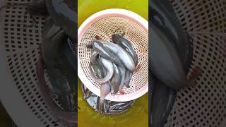 Tank Fish Farming Result 🐠 🙄🔥🙏,#shorts ,#short ,#Viral ,#fish