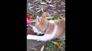 Sammy Pinto Shiba Inu 1-7-16