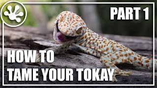 How To: Tame Your Tokay! Part 1