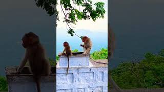 monkey #monkey #monkeyvideo #monkeybaby #travel #hills #viralshorts #trending #kollimalai