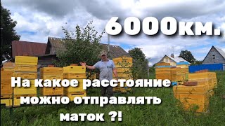 На какое расстояние можно отправлять маток ?!