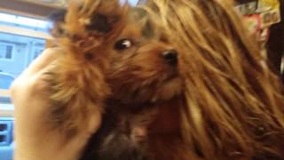 Yorkie puppy (Micky)