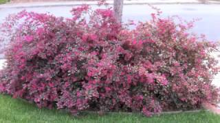 Loropetalum chinesis 'Plum Delight' - Chinese red fringe flower