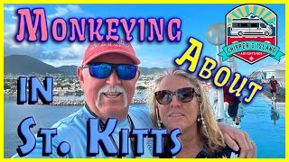 Monkeying About in St. Kitts