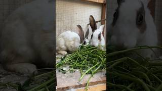 Pregnant rabbit 🐰#youtubeshorts #viral #shortsfeed #viralvideo #shortsvideo #pets