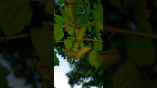 (21) [자막] 넓적배사마귀를 잡아먹는 넓적배사마귀 ハラビロカマキリの共食い Praying Mantis eating a Praying Mantis