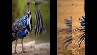 Vulturine Guinea Fowl: Peculiar and the Majestic