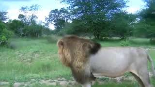 MASSIVE OLD SKYBED MALE LION