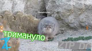 Тримануло (Лисичка Настя)