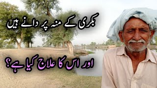 Bakri ke Munh Per Dany Hain Aur iska Hal Kya He / Baba Mehnga Gujjer Q&N