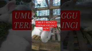 PERKEMBANGAN ANAK KELINCI NZ DIUSIA 3 MINGGU #hallohoby #kelinci #ternak #rabbits