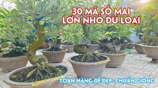 09/03.(Đã hết)  30 Mã Số Siêu Bông Bình Lợi, Sài Gòn, Giảo Cánh Tròn Toàn  Cây Đẹp. Trang 0359910781