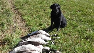 Early Goose Season Hunt Fall 2014