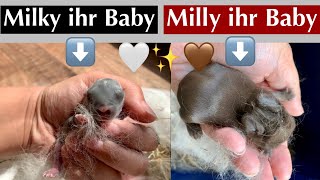 NESTKONTROLLEN von Milky & Milly /4&7tage alter NACHWUCHS 🧿✨