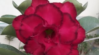 Adenium Grafted plants Red & Black , Paper white| #shorts