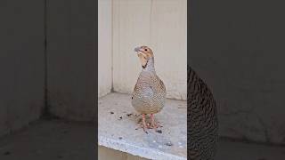 Grey Francolin voice