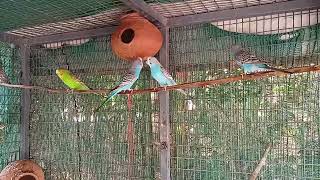 Budgies