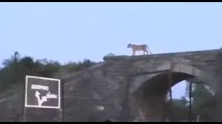 Lioness on Railway Bridge | Asiatic Lioness | SAVE ASIATIC LION | GIR