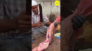 KASIMEDU RED SNAPPER FISH 🐟 CUTTING VIDEO / cutting focus #bigfishcutting #bigfish #freshfish