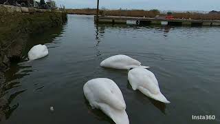 Christchurch Quay and Swan's