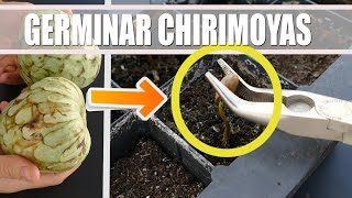 Cuando quieras GERMINAR CHIRIMOYAS haz esto.