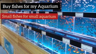 Small fishes I  Best fishes for small Aquarium | Aquarium fish shop