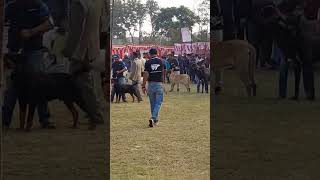 Moosewala Pind Dog Show || Mansa Dog Show 2023