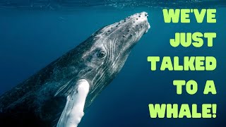 Scientists Communicate With Whales for the First Time