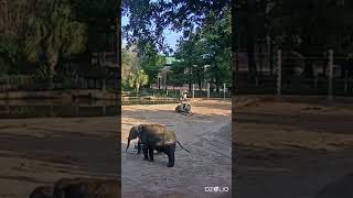 Houston Zoo's Elephants Play Amazing Games: Watch the Fun Unfold! #shortsvideo #animal #houstonzoo