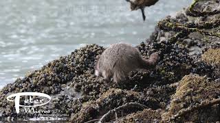 Raccoon, Procyon lotor,  feeding on mussels and worms on rocky beach, 4K stock footage