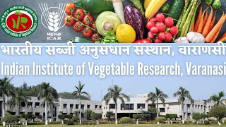 INDIAN INSTITUTE OF VEGETABLE RESEARCH VARANASI | IMPORTANCE OF VEGETABLES IN DIET | IIVR, VARANASI