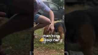 האם טיילור הוא עז??? #שורטס #כלב #כלבים #shortvideo