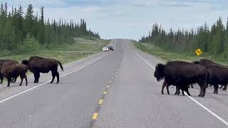 071 - Join North Star Adventures for Yellowknife's best Buffalo Viewing experience