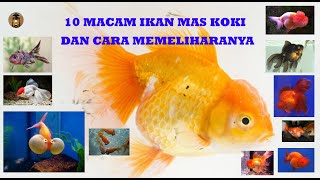 10 Jenis Ikan Mas Koki