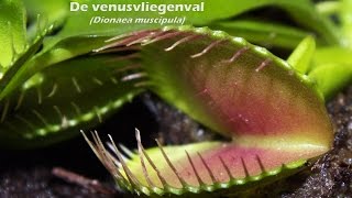 De venusvliegenval (Dionaea muscipula) en een lieveheersbeestje