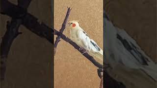 Funny cockatiel shorts