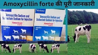 Injection Amoxirum forte 4500 || Injection Amoxirum forte use in hindi