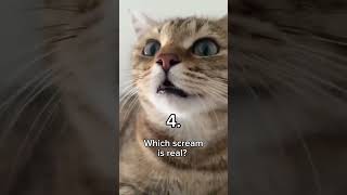 Which scream is real?