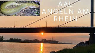 Erfolgreiches AAL angeln am Rhein.