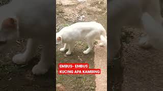 EMBUS- EMBUS #shorts #kucing #kucinglucu #kucingimut #kucingkampung #cats #viral #istanalokajaya