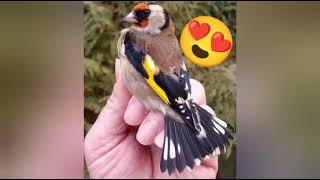 تغريد الحسون البري رووعة 🥰 chardonneret chant | goldfinch singing in nature 🔥