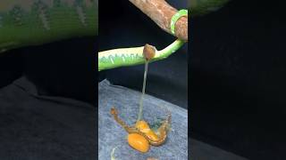 Emerald tree boa Snake #viral#snake#trending#shorts#shortvideo