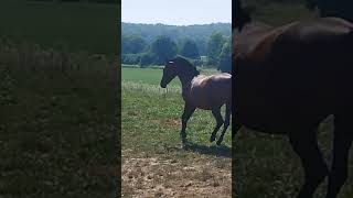 Stars  🌟 #horsebackriding #horses #hoofcare #love