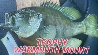 Trophy Warmouth mounted at Old River Taxidermy #trophywarmouth #taxidermy #oldrivertaxidermy