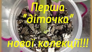 Ура! Перша "діточка"нової колекції!!!